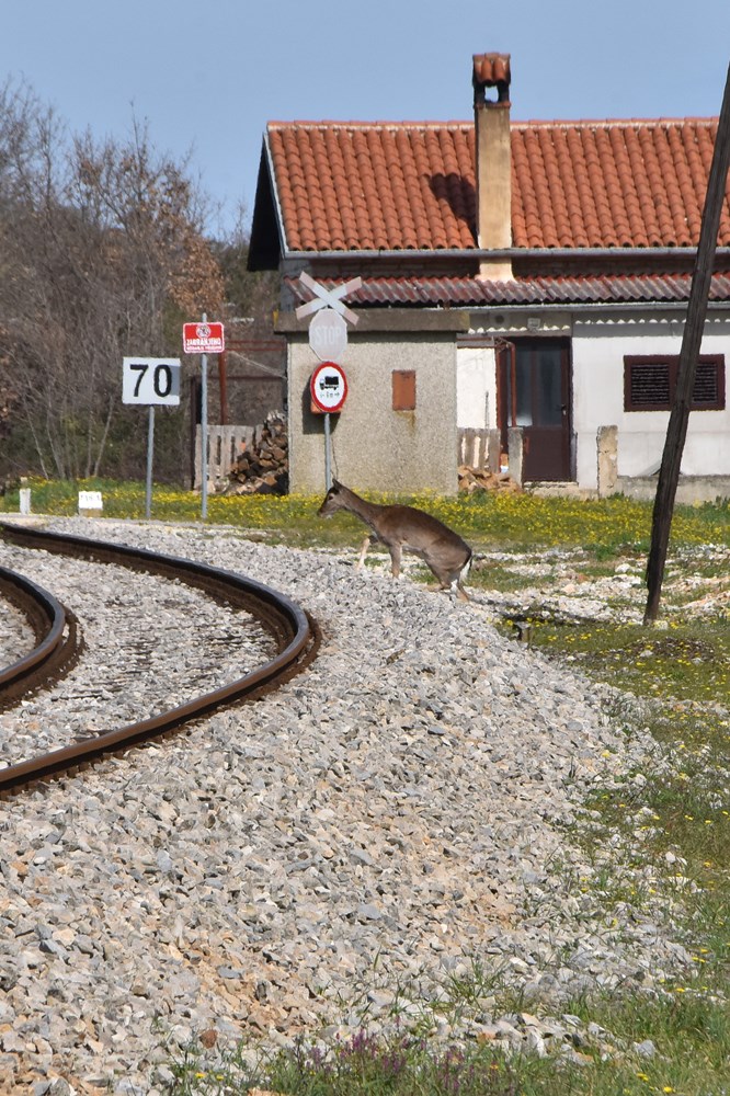 Samo minutu prije prolaska vlaka, srne prešle prugu u Šijani (snimio Duško MARUŠIĆ ČIČI)